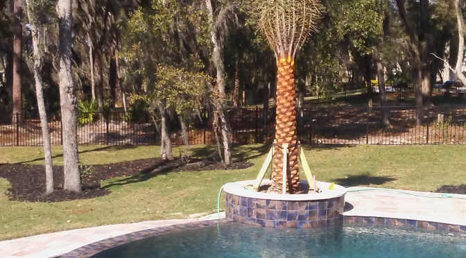 Heavy Sylvester Palms Heavy planted and pool remains unharmed